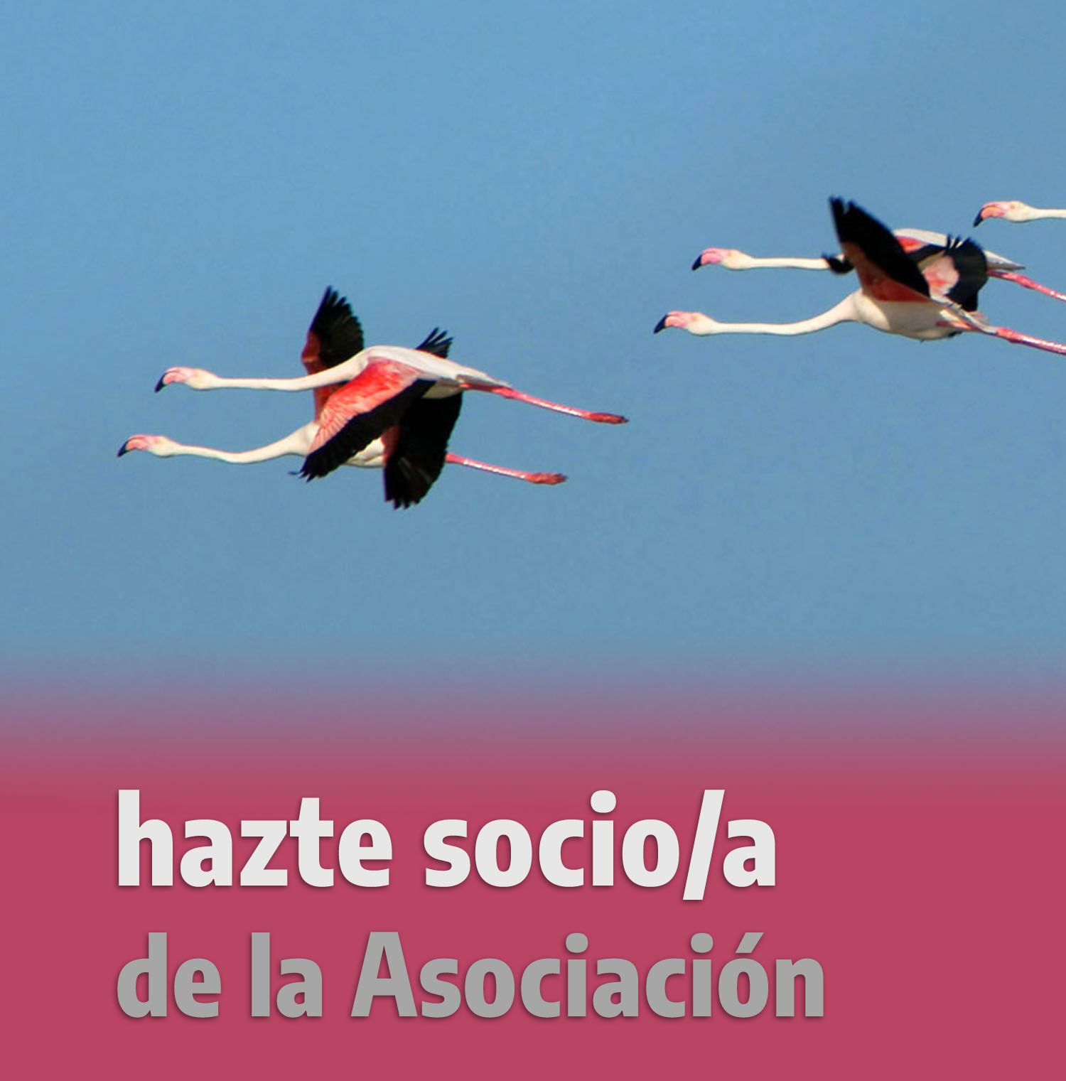 HAZTE SOCIO/A
